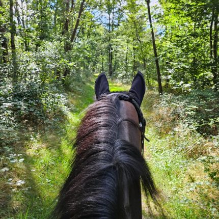 Forêt Domaniale